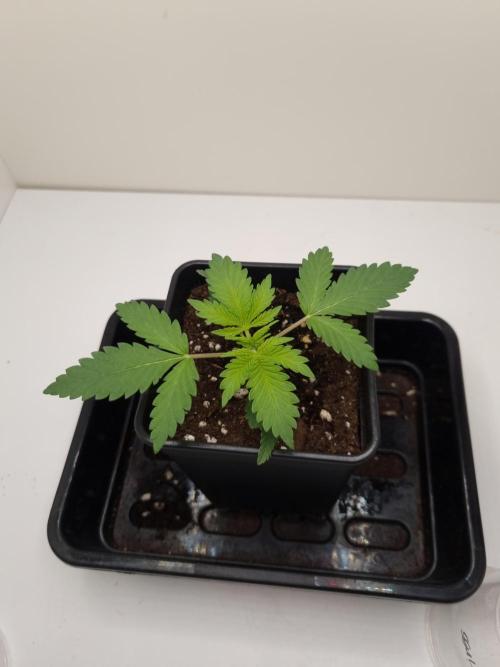 Sour Fruit Tartare Dutch Passion SOIL. Week 2 - Day 14