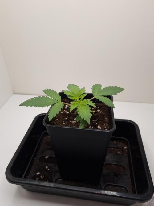 Sour Fruit Tartare Dutch Passion SOIL. Week 2 - Day 14