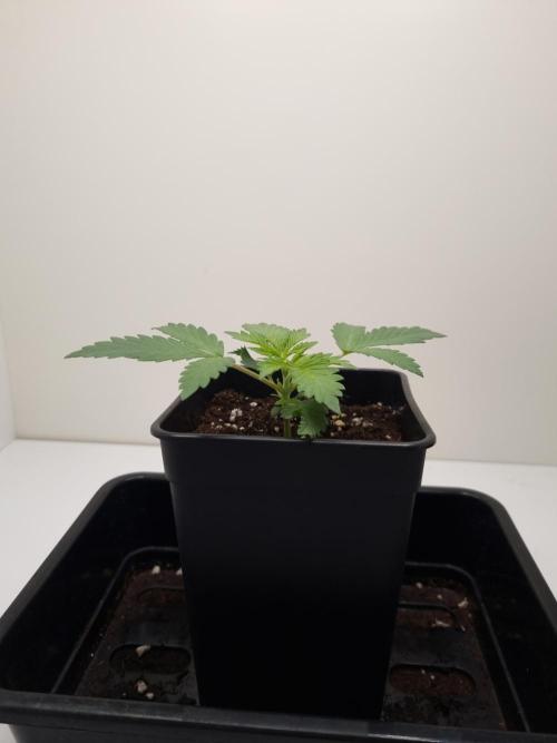 Sour Fruit Tartare Dutch Passion SOIL. Week 2 - Day 14