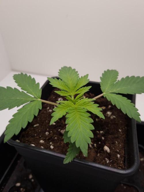 Sour Fruit Tartare Dutch Passion SOIL. Week 2 - Day 14