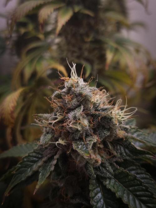 Grandpa Zombie IZI seeds SOIL. Week 11 - Day 49