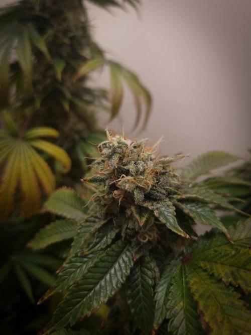 Grandpa Zombie IZI seeds SOIL. Week 11 - Day 49