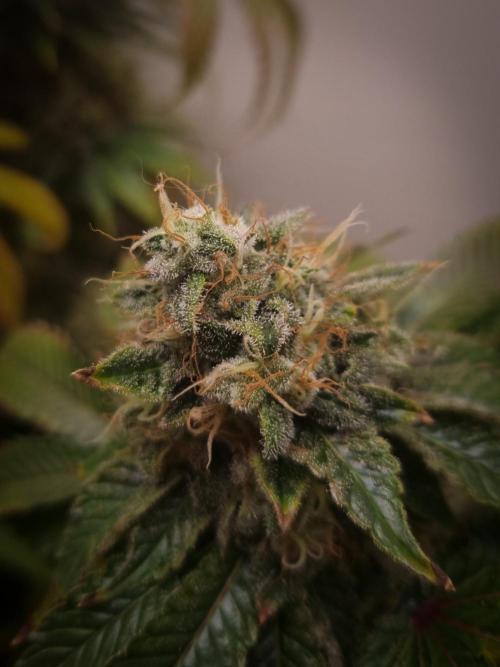 Grandpa Zombie IZI seeds SOIL. Week 11 - Day 49