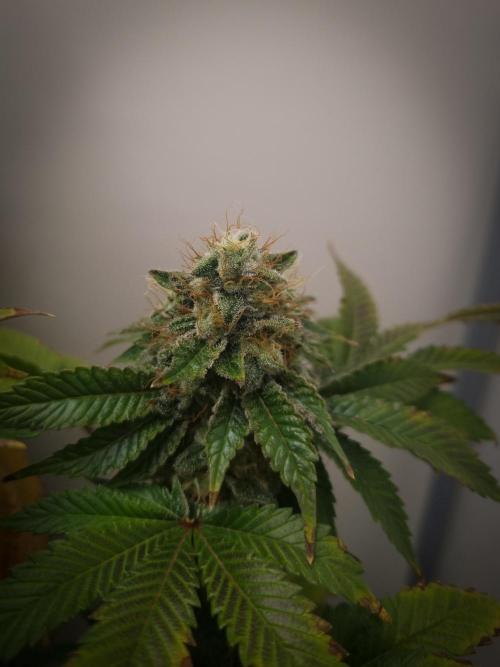 Grandpa Zombie IZI seeds SOIL. Week 11 - Day 49