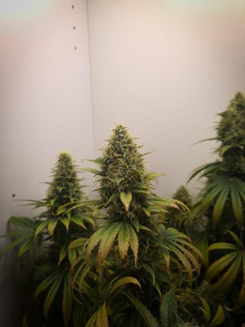 Sticky Broccoli Zamnesia SOIL. Week 11 - Day 49