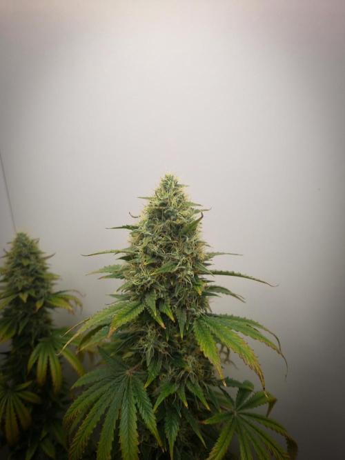 Sticky Broccoli Zamnesia SOIL. Week 11 - Day 49