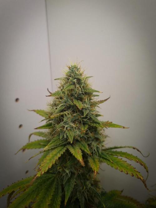 Sticky Broccoli Zamnesia SOIL. Week 11 - Day 49