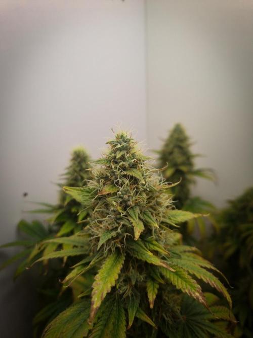 Sticky Broccoli Zamnesia SOIL. Week 11 - Day 49