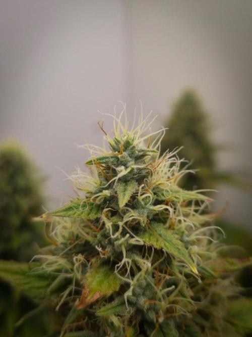 Sticky Broccoli Zamnesia SOIL. Week 11 - Day 49