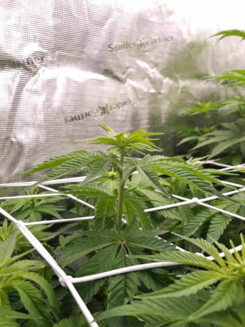 Frozen Nectar HappyPlant420 NFT. Week 7 - Day 7