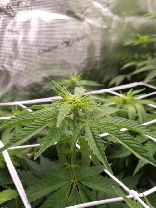 Frozen Nectar HappyPlant420 NFT. Week 7 - Day 7