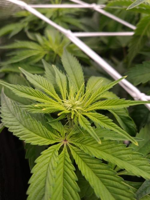 Frozen Nectar HappyPlant420 NFT. Week 7 - Day 7