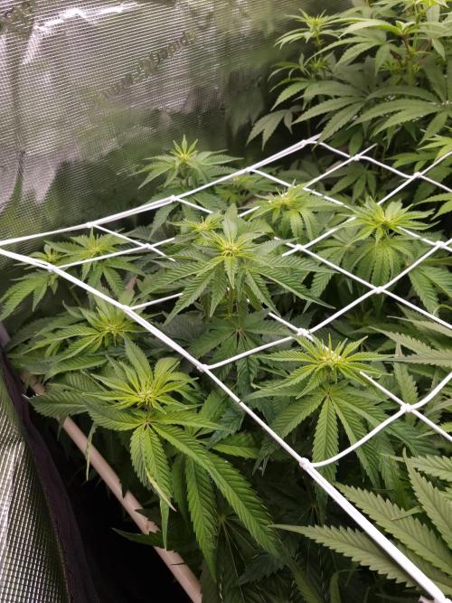 Frozen Nectar HappyPlant420 NFT. Week 7 - Day 7