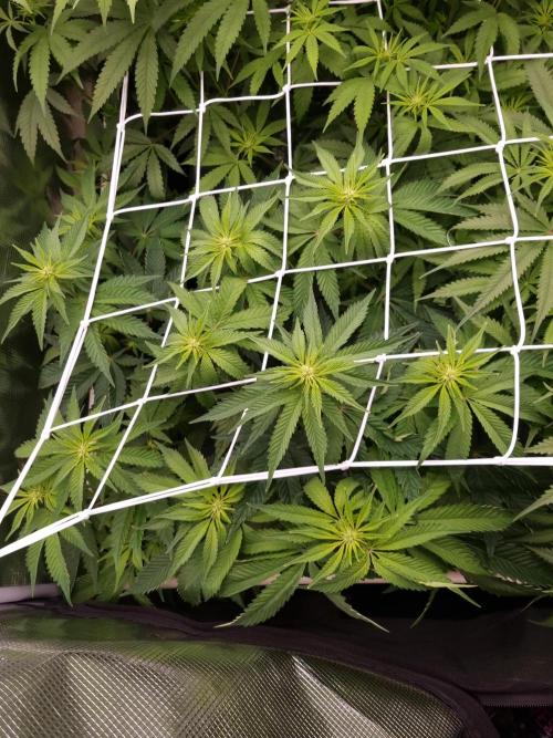 Frozen Nectar HappyPlant420 NFT. Week 7 - Day 7