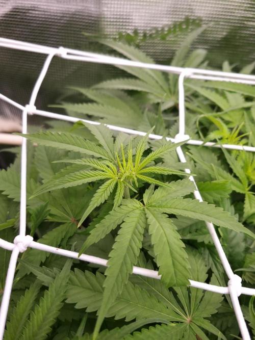 Durian Pie HappyPlant420 NFT. Week 7 - Day 7
