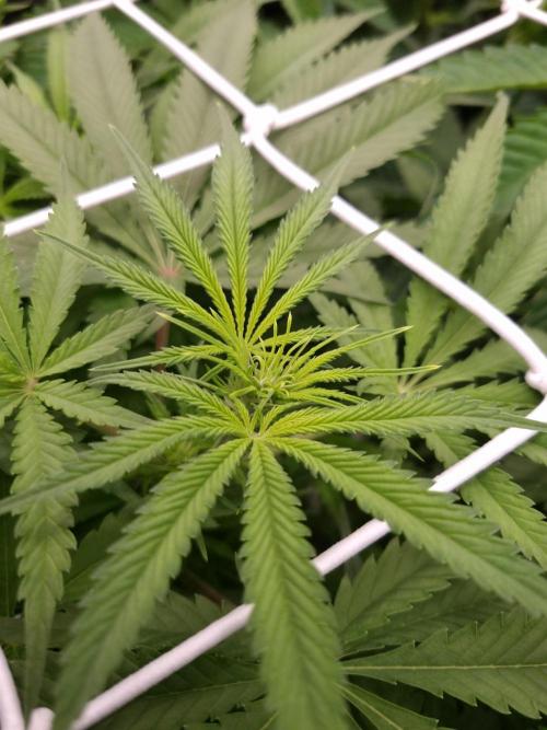 Durian Pie HappyPlant420 NFT. Week 7 - Day 7