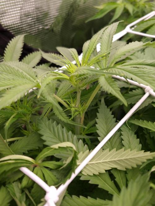 Durian Pie HappyPlant420 NFT. Week 7 - Day 7