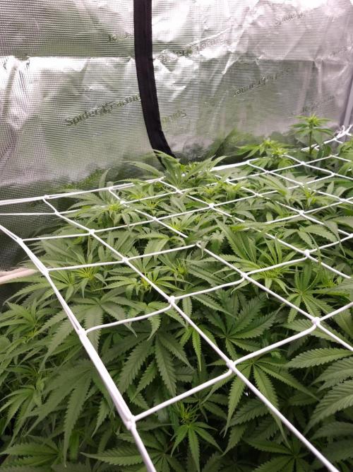 Durian Pie HappyPlant420 NFT. Week 7 - Day 7