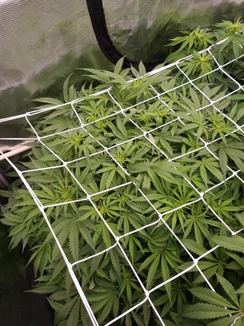 Durian Pie HappyPlant420 NFT. Week 7 - Day 7