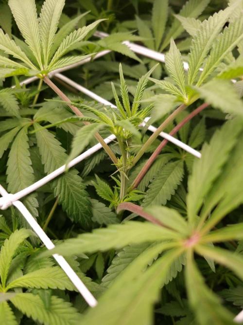 Slush Mint Cake Dutch Passion NFT. Week 7 - Day 7