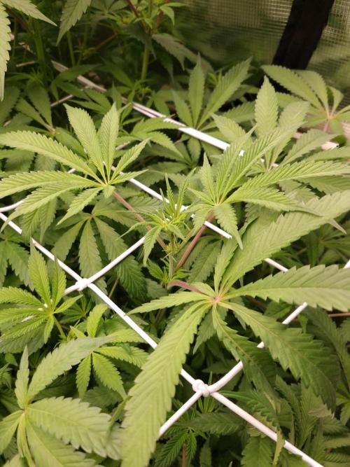 Slush Mint Cake Dutch Passion NFT. Week 7 - Day 7