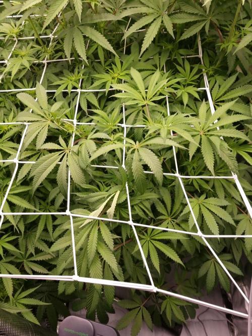 Slush Mint Cake Dutch Passion NFT. Week 7 - Day 7