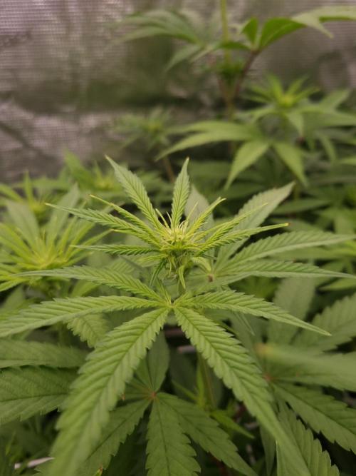Aladdin Kush Khalifa Genetics NFT. Week 7 - Day 7