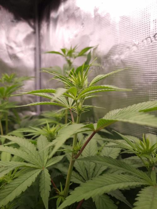 Aladdin Kush Khalifa Genetics NFT. Week 7 - Day 7