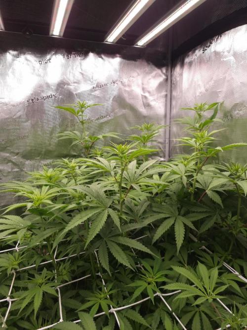 Aladdin Kush Khalifa Genetics NFT. Week 7 - Day 7