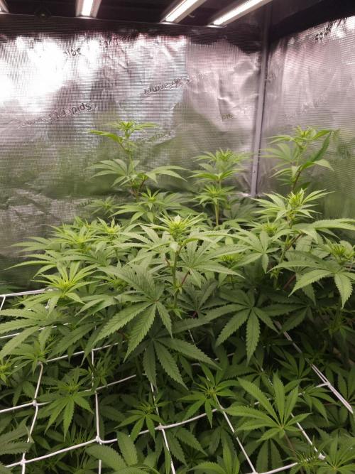 Aladdin Kush. Week 7