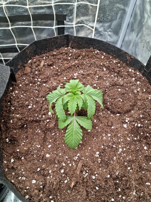 Cali Tings Wizard Trees SOIL. Week 3 - Day 17