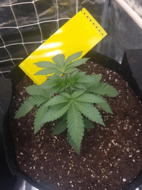 Cali Tings Wizard Trees SOIL. Week 3 - Day 21
