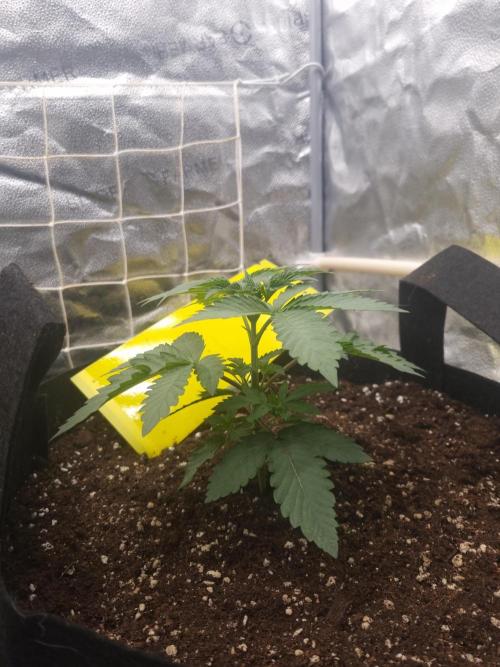 Cali Tings Wizard Trees SOIL. Week 3 - Day 21