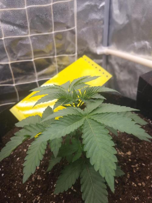 Cali Tings Wizard Trees SOIL. Week 3 - Day 21