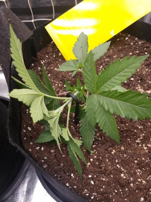 Cali Tings Wizard Trees SOIL. Week 3 - Day 21