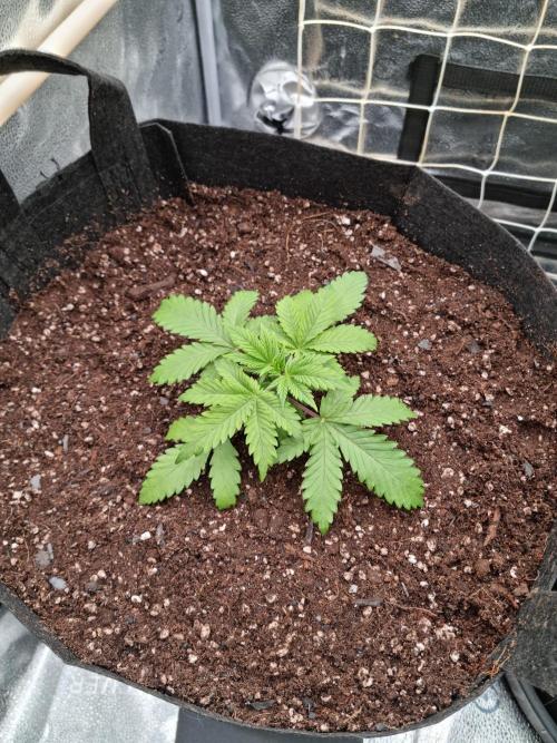 Sour Fruit Tartare Dutch Passion SOIL. Week 3 - Day 17