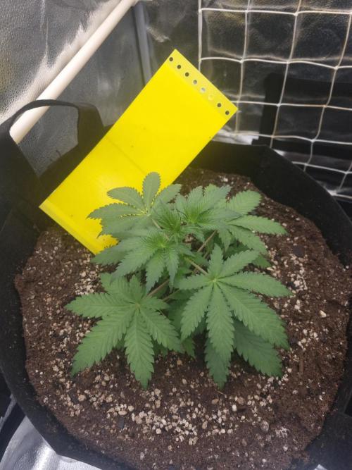 Sour Fruit Tartare Dutch Passion SOIL. Week 3 - Day 21