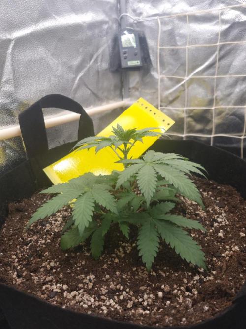 Sour Fruit Tartare Dutch Passion SOIL. Week 3 - Day 21