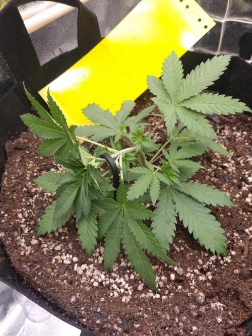 Sour Fruit Tartare Dutch Passion SOIL. Week 3 - Day 21