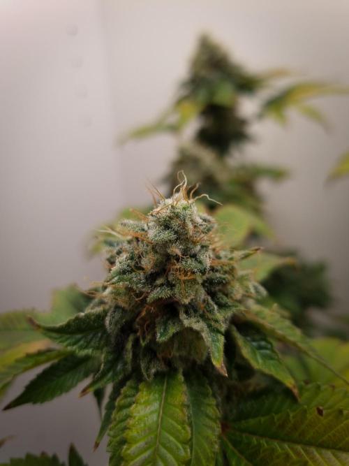 Grandpa Zombie IZI seeds SOIL. Week 12 - Day 56