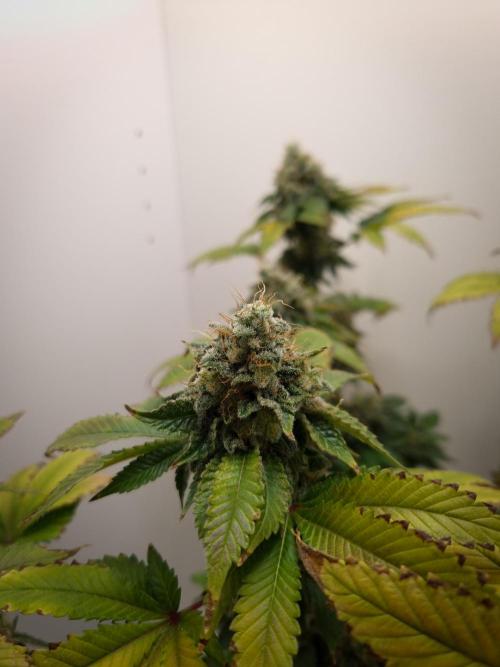 Grandpa Zombie IZI seeds SOIL. Week 12 - Day 56