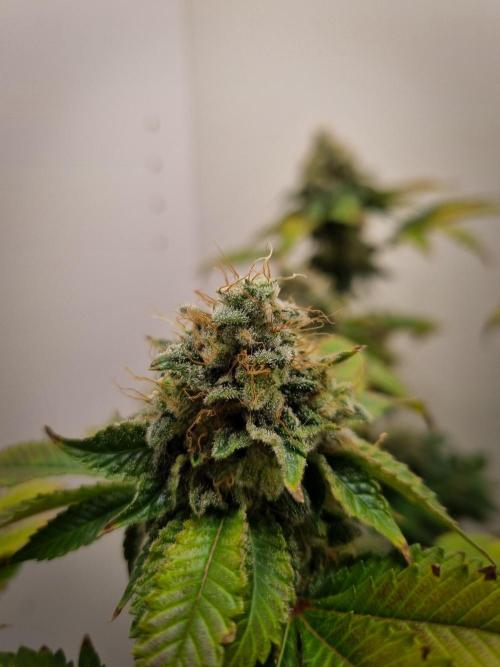Grandpa Zombie IZI seeds SOIL. Week 12 - Day 56