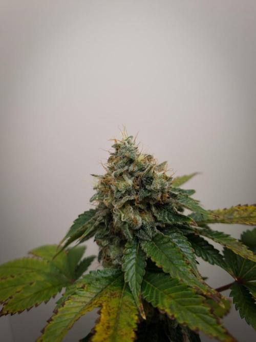 Grandpa Zombie IZI seeds SOIL. Week 12 - Day 56