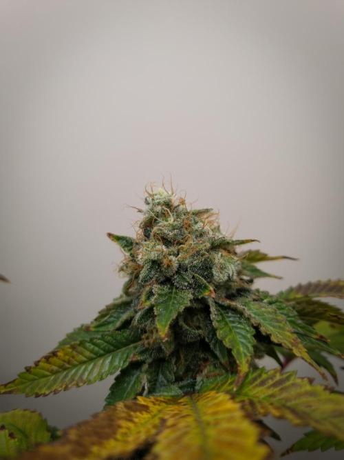Grandpa Zombie IZI seeds SOIL. Week 12 - Day 56