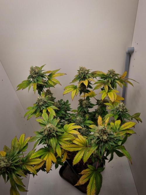 Grandpa Zombie IZI seeds SOIL. Week 12 - Day 56