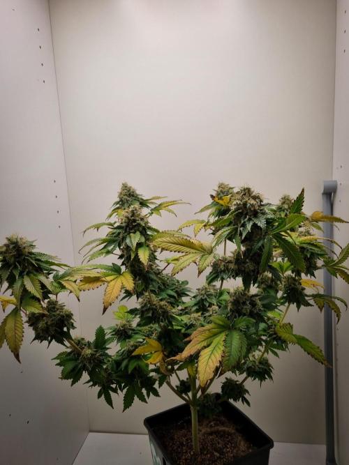 Grandpa Zombie IZI seeds SOIL. Week 12 - Day 56