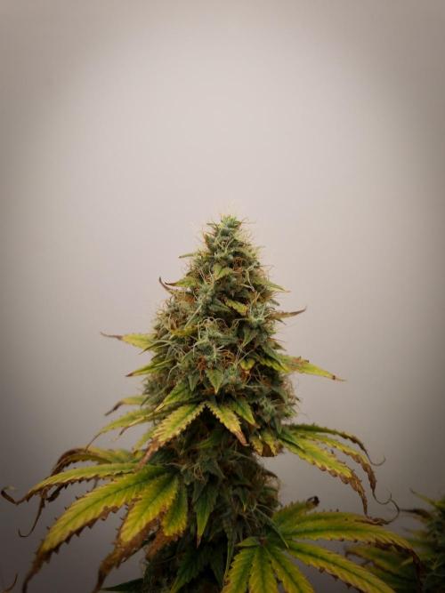 Sticky Broccoli Zamnesia SOIL. Week 12 - Day 56