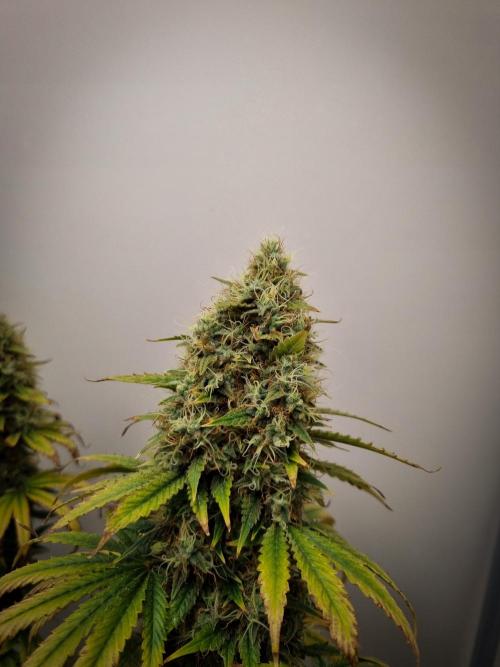 Sticky Broccoli Zamnesia SOIL. Week 12 - Day 56