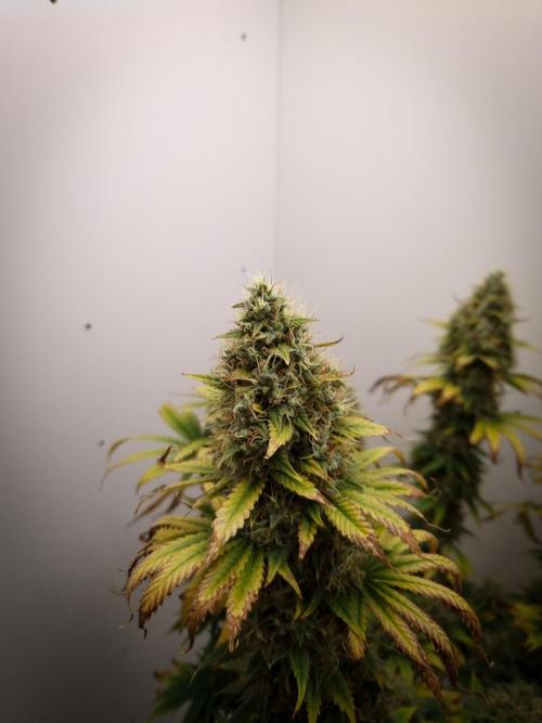 Sticky Broccoli Zamnesia SOIL. Week 12 - Day 56