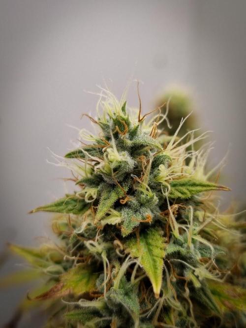Sticky Broccoli Zamnesia SOIL. Week 12 - Day 56